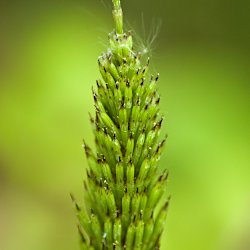 Schachtelhalm Makro