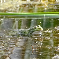 grüner Frosch im grünen Teich