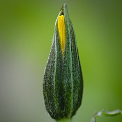 grüner Blütenkelch