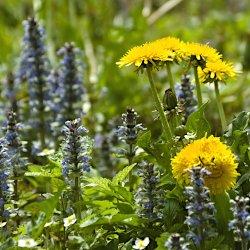 Blumenwiese mit Löwenzahn