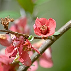 Blüte Zierquitte