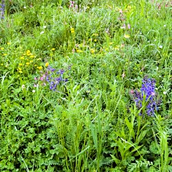 Wildblumenwiese