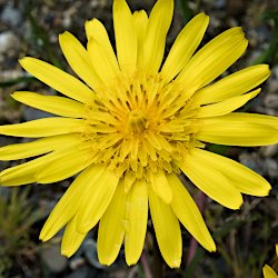 gelbe Blüte Wiesenbocksbart