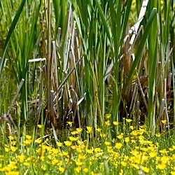 Schilf hinter Hahnenfuss