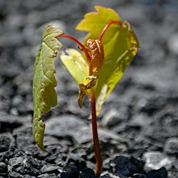 Bergahorn wächst zwischen den Steinen