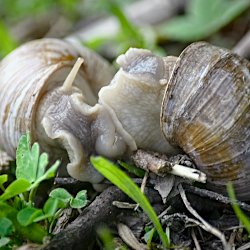 Weinbergschnecken bei der Paarung