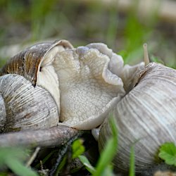 Weinbergschnecken bei der Paarung