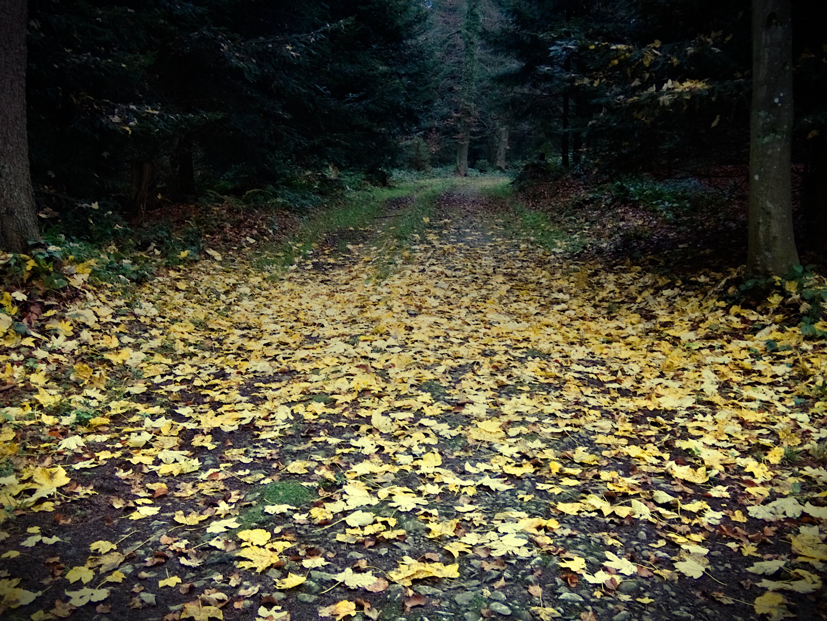 Linien In Der Natur Die Gelegentliche Dosis Wald Und See