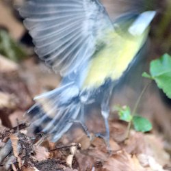 Kohlmeise fliegt vom Boden auf