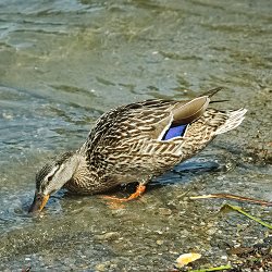 Stockente auf dem Weg ins Wasser