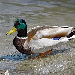 Stockente Erpel auf dem Weg ins Wasser