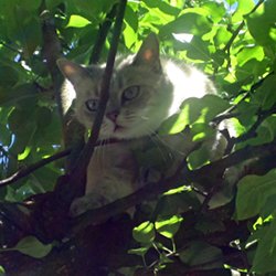 Katze im Baum auf der Lauer