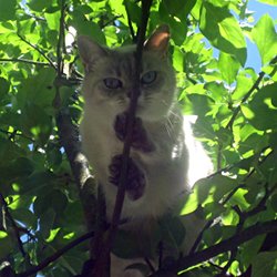 Katze im Baum auf der Lauer