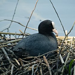 Blässhuhn im Nest