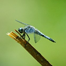 blaue Libelle auf Ast