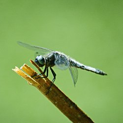 blaue Libelle auf Ast