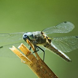 blaue Libelle auf Ast