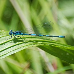 Azurjungfer auf Blatt