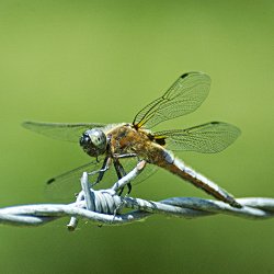 Libelle auf Stacheldraht