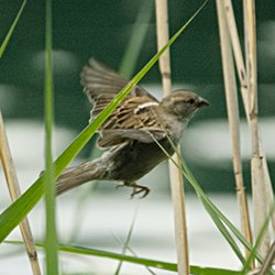 Spatz fliegt durchs Schilf