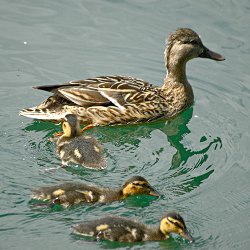 3 Stockentenküken mit Mutter