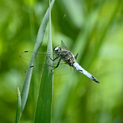 Libelle hält sich am Schilf fest