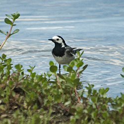 Bachstelze im Wasser