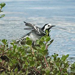 Bachstelze im Wasser