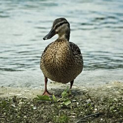 Stockente am Wasser