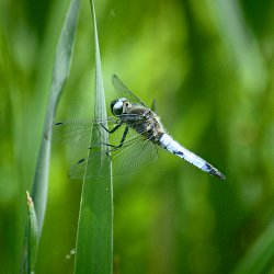 Libelle hält sich am Schilf fest