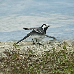 Bachstelze auf dem Weg ins Wasser