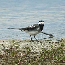 Bachstelze auf dem Weg ins Wasser