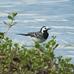 Bachstelze im Wasser