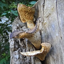 Pilz Fruchtkörper wächst aus Baumstumpf