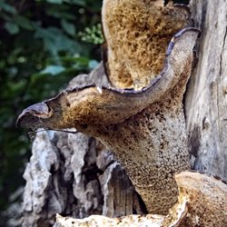 Pilz Fruchtkörper wächst aus Baumstumpf