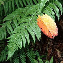 Herbstblatt im Farn