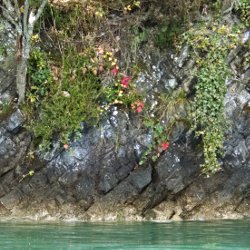 felsiges Ufer bewachsen mit Pflanzen