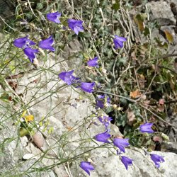 Glockenblumen am Felshang