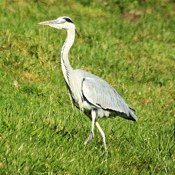 Graureiher in der Wiese