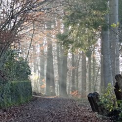 Sonnenstrahlen im Herbstwald