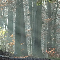 Sonnenstrahlen im Herbstwald