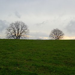 Entlaubte Bäume