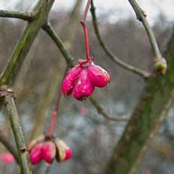 rote Blüte