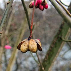 braune (verdorrte) Blüte