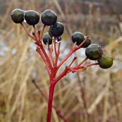 schwarze und grüne Beeren auf rotem Stängel