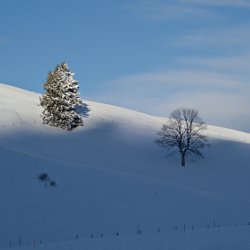 verschneite Tanne in der Sonne, kahler Laubbaum im Schatten