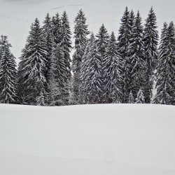 verschneiter Tannenwald