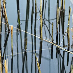 Schilfstängel im Wasser