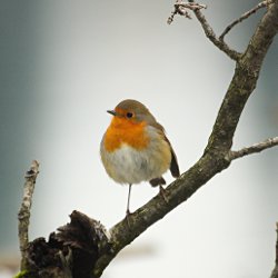 Rotkehlchen auf Ast vor grauem Himmel