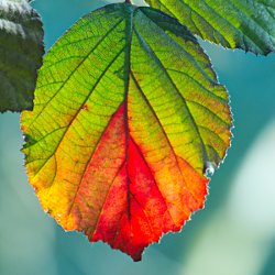 Herbstblatt Brombeere im Gegenlicht